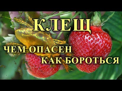 КЛЕЩ НА КЛУБНИКЕ: чем опасен и как с ним бороться.