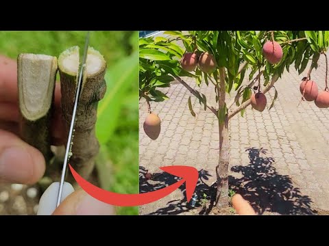 Harvest Mangoes Close to the Ground and Early by Grafting the Mango Tree Like This