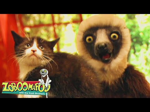 Cats | Zoboomafoo - WildBrain | Movies for Kids