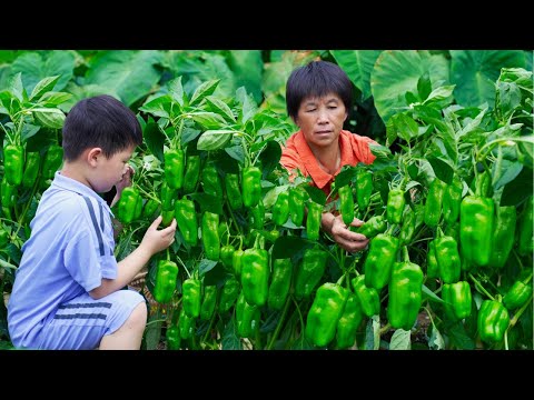 The vegetable pepper is in clusters of green and I picked a basket to fry with fruit and vegetable