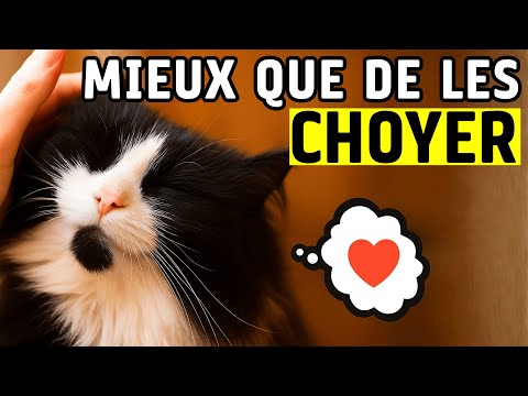 10 choses irrésistibles que les chats aiment plus que les caresses