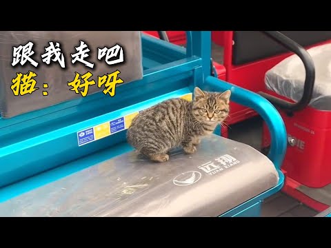 小姐姐在路邊偶遇一只貍花貓，只是簡單一句跟我走吧，沒想到竟然被他聽懂了