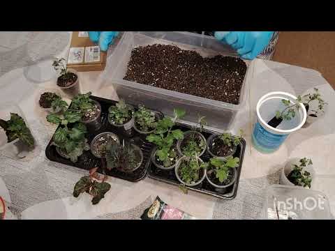 Биденс рулит /Рассказываю страсти/ Быстро не получается