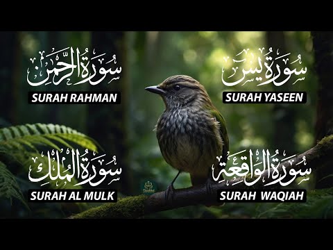 The Best Recitation Surah Yaseen (Yasin) | Surah Rahman | Surah Waqiah | Surah Mulk