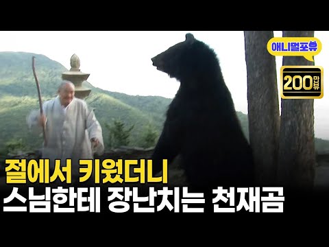 절에서 자란 곰, 108배하는 스님 옆에서 애교를 부리다니 I KBS 생생정보 100722 방송