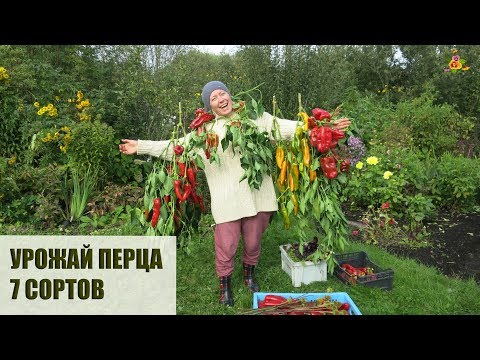 Самый большой урожай перца! 6 лучших сортов перца для теплицы