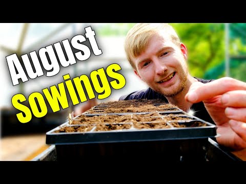 What I'm Sowing In August To Extend The Harvests! | Gardening For Beginners 