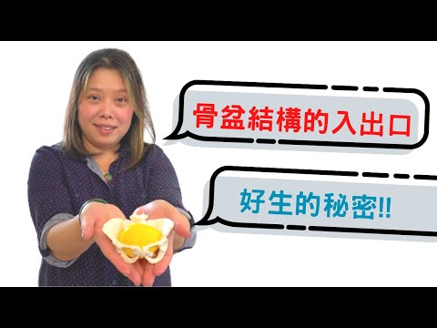 骨盆結構好生的秘密 / Pelvic Inlet and Outlet / 產前準備 / 分娩與生產