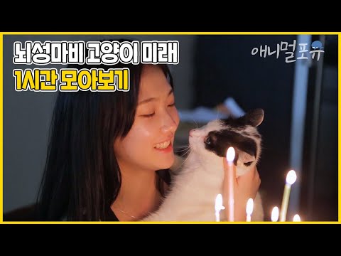 [풀버전] 뇌성마비 고양이와 상처받은 소녀가 만나 사랑을 배운다 | 뇌성마비 고양이 우리 미래 | KBS 반려동물극장 단짝 2015 방송