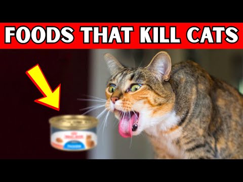 14 Dangerous Foods Your Cat Should Never Eat