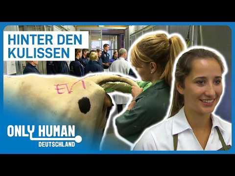 Tierarzt: Live dabei im Knallharten Arbeitsalltag