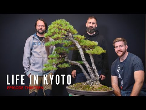 FINALLY Making Bonsai in Kyoto | Life in Kyoto | Ep. 13