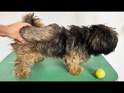 Grooming a Dog With WEIRD THING ON HIS BACK