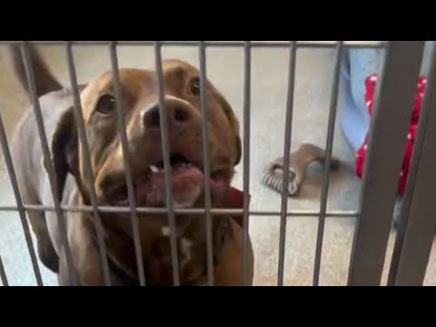 This Pit Bull Waited Over 1,000 Days — Then a Stranger Changed His Life Forever