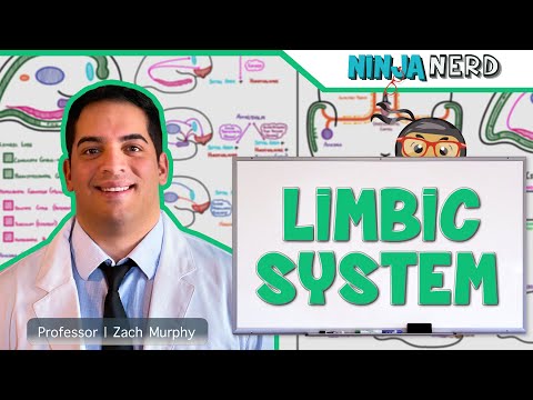 Neurology | Limbic System Anatomy & Function