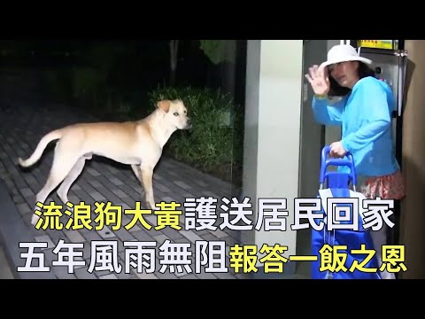 流浪狗連續五年護送社區居民回家，自己卻從來不求收養，沒想到是為了報答居民當初的一飯之恩【小奶狗觀影】