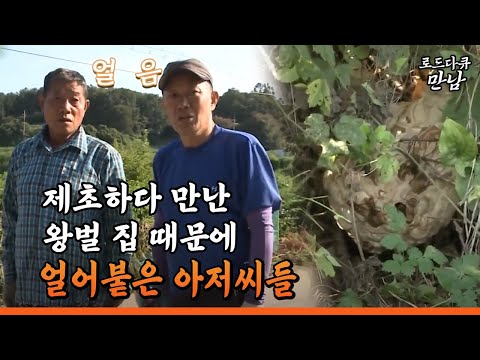 [로드다큐 만남 48회④] 제초하다 만난 왕벌 집 때문에 얼어붙은 아저씨들