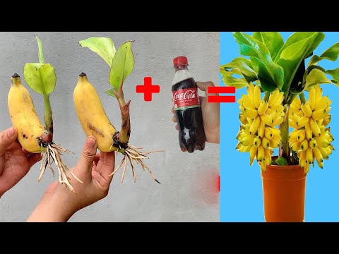Coca-Cola + Bananas? This Crazy Banana Propagation Trick Works Like Magic !