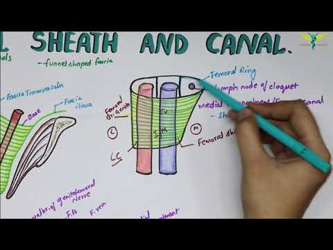 Femoral Sheath And Femoral Canal | Contents | Boundaries | Relations