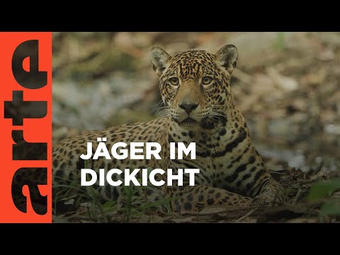 Guyana: Der Weg des Jaguars | ARTE Family