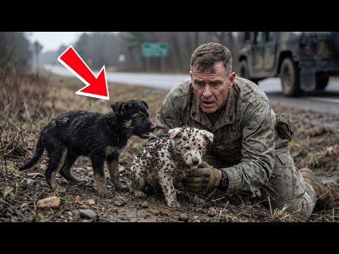 Two German Shepherd Puppies Found Dying and Covered in Ticks — A Marine’s Kindness Saved Them.