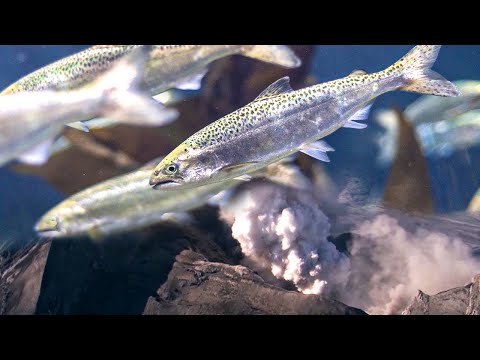 Salmons, from deadIy waters to native river