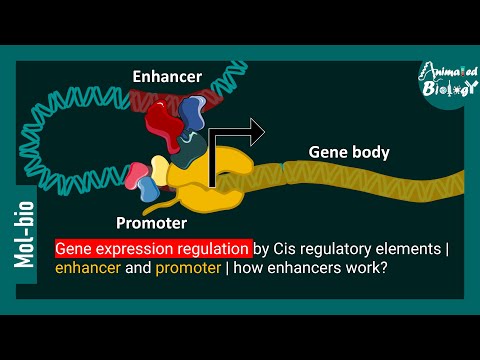 gene expression regulation by Cis regulatory elements | enhancer and promoter | how enhancers work?