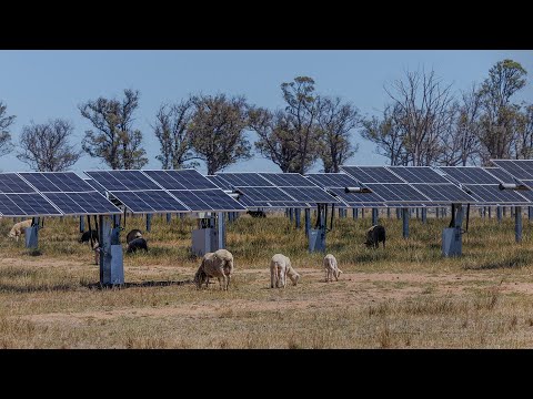 When sheep and solar work together