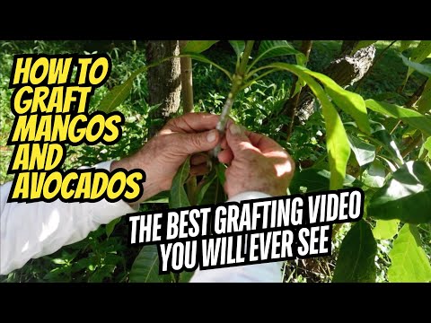 How To Graft Mangos and Avocados