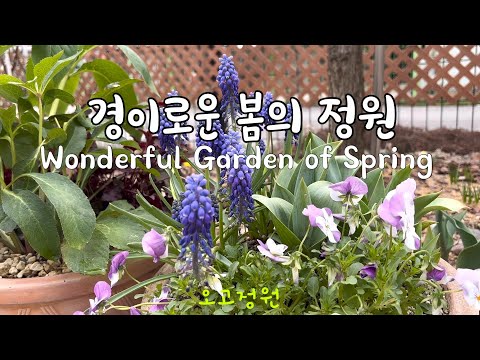 #34, 가을에 심은 구근이 드디어 나왔어요 / 꽃샘추위에 정원 돌 보기 / 내가 좋아하는 꽃들 / 오고정원