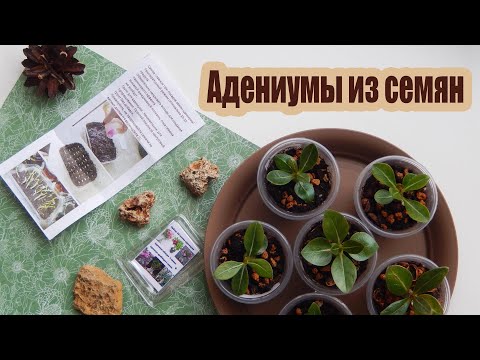 Адениум из семян | Рост и развитее сеянцев со дня посева + первая пересадка