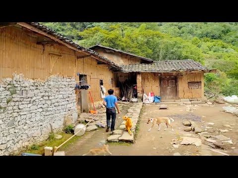 Renovating an Old House and Abandoned Garden 10 Years Later | Rescuing Stray Dogs and Cats
