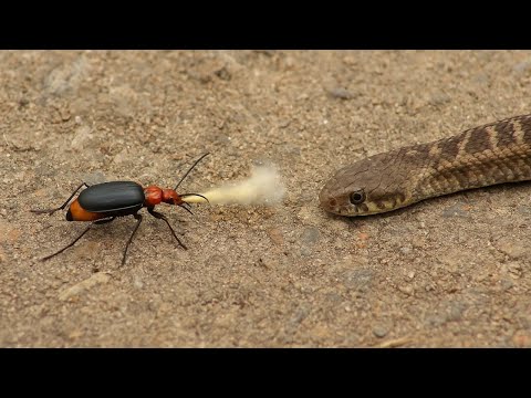 War Tactics: 10 Unbelievable Defense Strategies in the Animal Kingdom