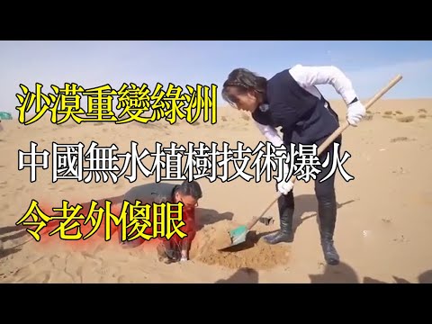 中國無水植樹技術爆火，能讓沙漠重變綠洲，令老外傻眼 #窦文涛#脱口秀#真人秀#锵锵行天下#锵锵三人行