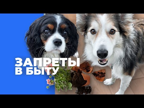 Собака разрушает дом 🎙️ разбираем реальные ошибки