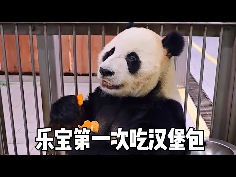 Grandpa Song's brain opened when he was eating. He arranged giant panda hamburgers for Lebao and Ai
