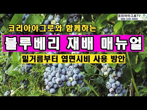 블루베리 재배 - 밑거름부터 엽면시비 방안까지
