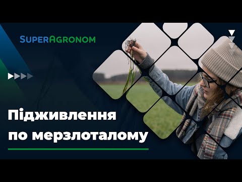 Підживлення озимих по мерзлоталому ґрунту — нюанси внесення/ СуперАгроном