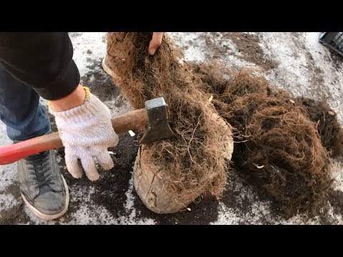 Как использовать маточный корень малины ч.1