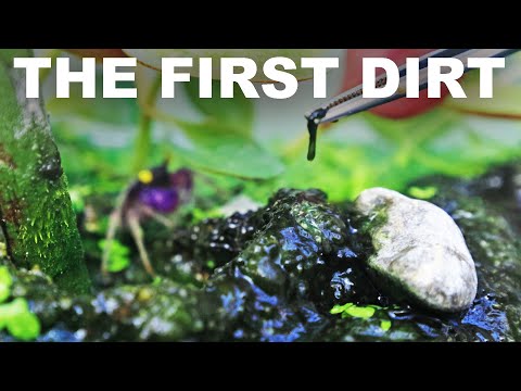 On the origins of land life