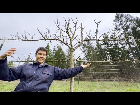 Pruning My Apple Trees  (Part 2)  Questions Answered
