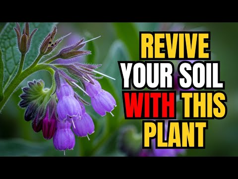 This One Plant Replaces Fertilizer, Mulch, and Compost So Your Garden Works by Itself