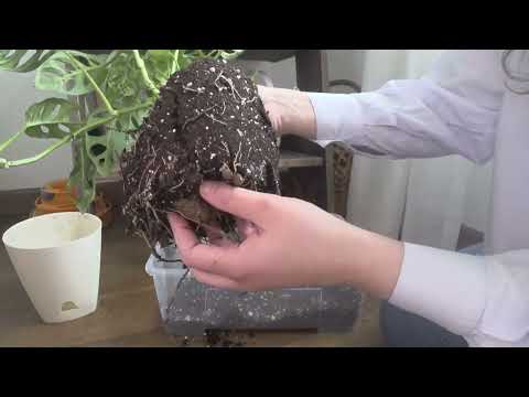 Пересадка монстеры Адансона (Манки Маск)/ Грунт с кокосовыми чипсами