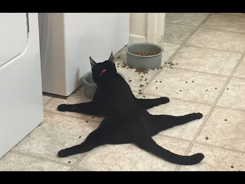 Cat after sterilization, cat after castration, owner mistakes