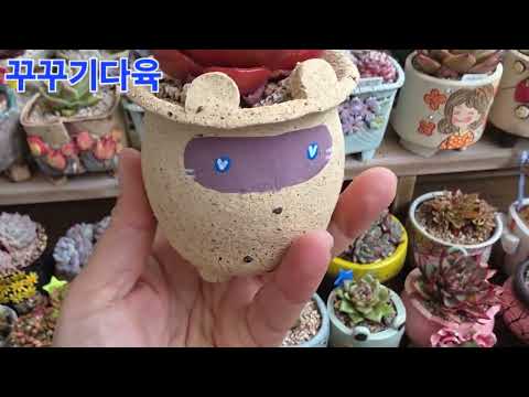 I'm proud of my succulent window♡♡♡