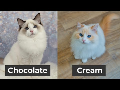 Every Ragdoll Cat Color and Pattern You’ll Ever See | The Cat Butler