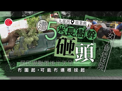 #有線新聞 七點新聞報道｜九龍灣啟業邨塌樹擊傷女傭　區議員稱承建商風後檢查指沒即時危險｜黃金周業界料旅客人數有望達政府預期　冀年內推工業品牌旅行團｜HOY TV NEWS｜ 20251008