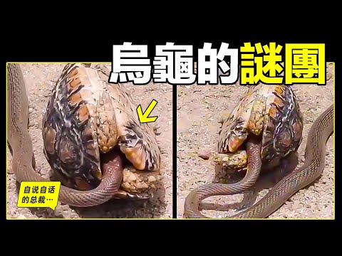 龜蛇大戰是擺拍還是現實？一步一步破解烏龜的謎團，原來，它是一個超乎想象的神獸……|自說自話的總裁