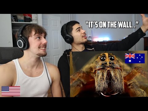 Americans React to the Deadliest Animals in Australia