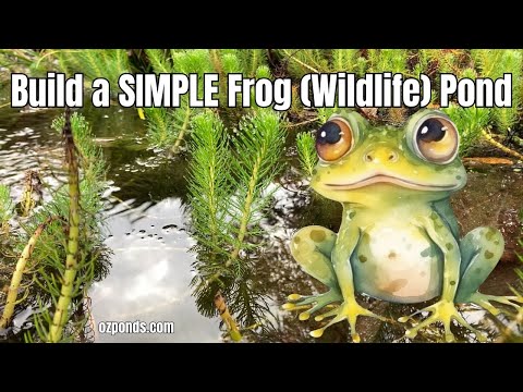 Build Your Own Wildlife Frog Pond
